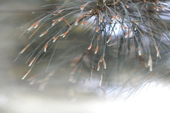 Casuarina equisetifolia